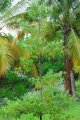 Bois de petit natte. LABOURDONAISIA colophylloïdes. Réunion-Maurice. Sapotaceae. 10-15m